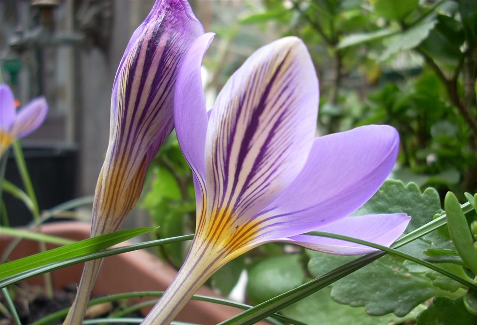 Crocus biflorus Miller